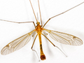 Tipula lunata